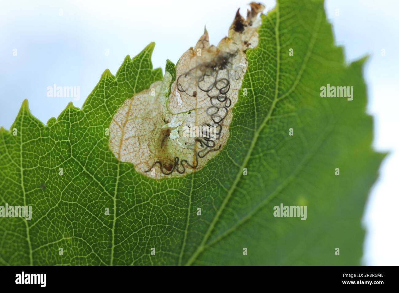 Minatore di foglie. la larva dell'insetto, il bruco ha mangiato il tessuto all'interno della foglia lasciando la cuticola. Escrementi visibili dell'insetto. Foto Stock