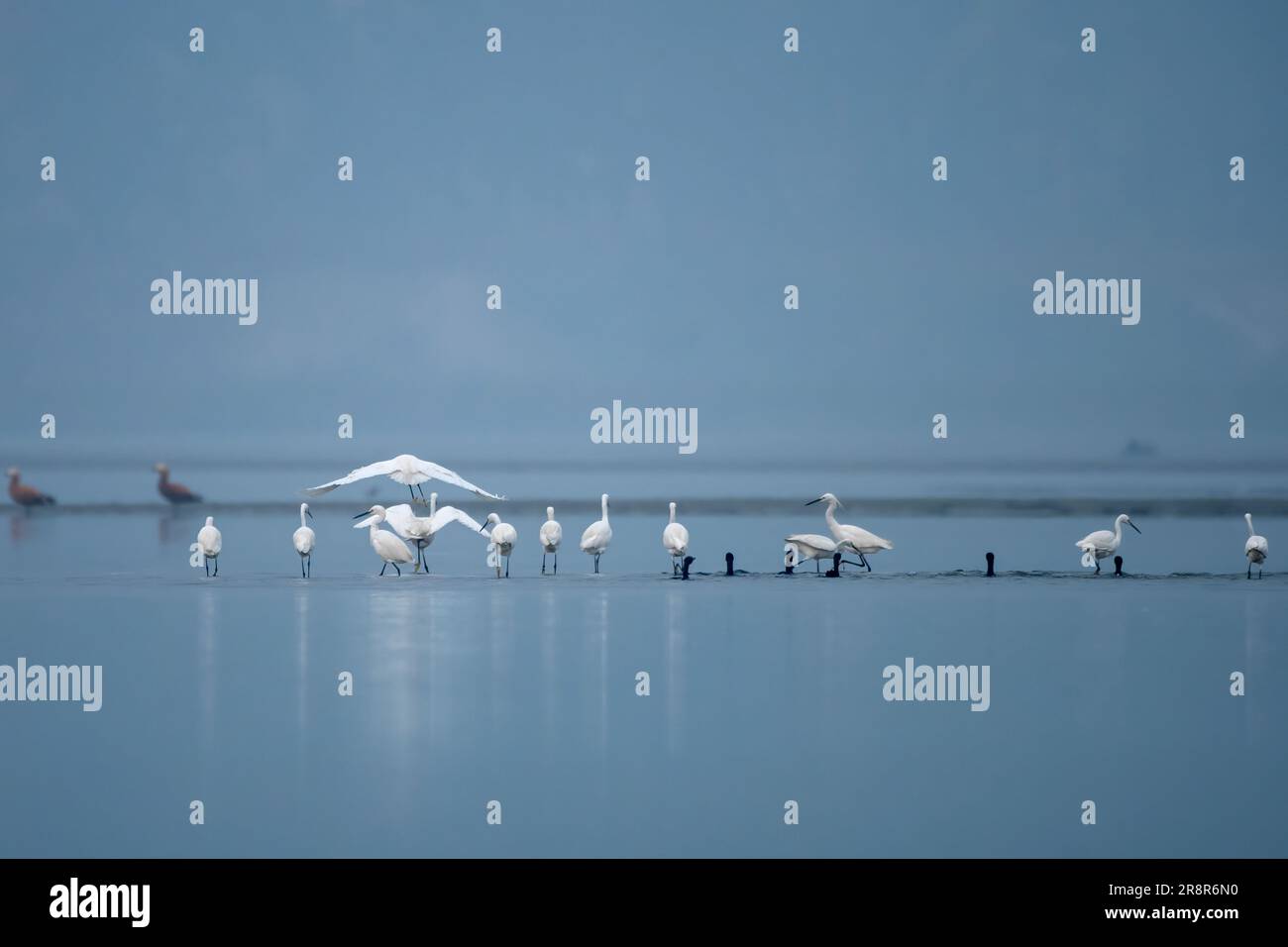 L'airone piccolo (Egretta garzetta), una specie di airone piccolo della famiglia Ardeidae, osservata a Gajoldaba nel Bengala Occidentale, India Foto Stock