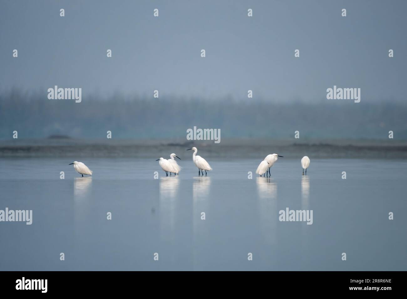 L'airone piccolo (Egretta garzetta), una specie di airone piccolo della famiglia Ardeidae, osservata a Gajoldaba nel Bengala Occidentale, India Foto Stock