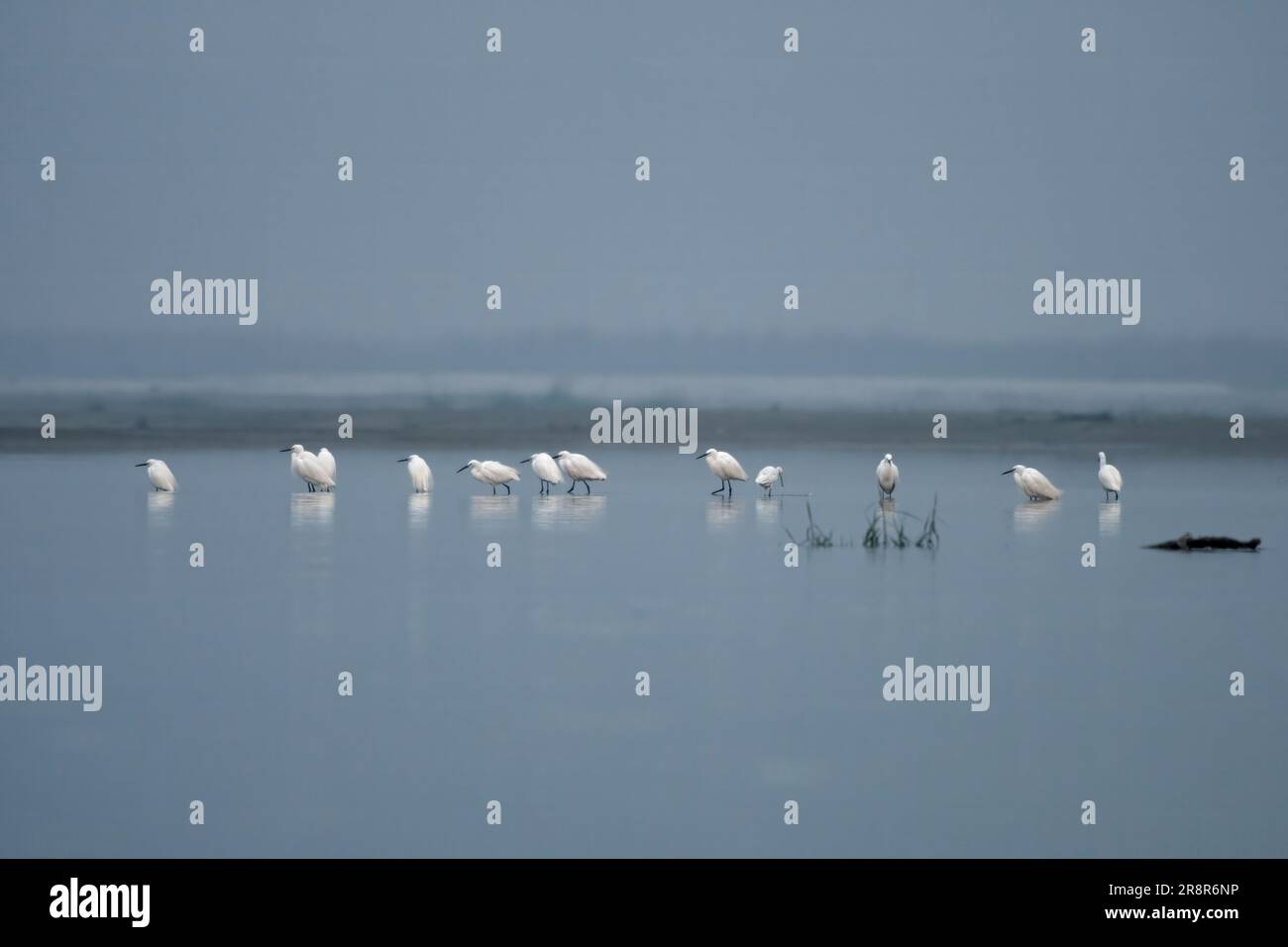 L'airone piccolo (Egretta garzetta), una specie di airone piccolo della famiglia Ardeidae, osservata a Gajoldaba nel Bengala Occidentale, India Foto Stock