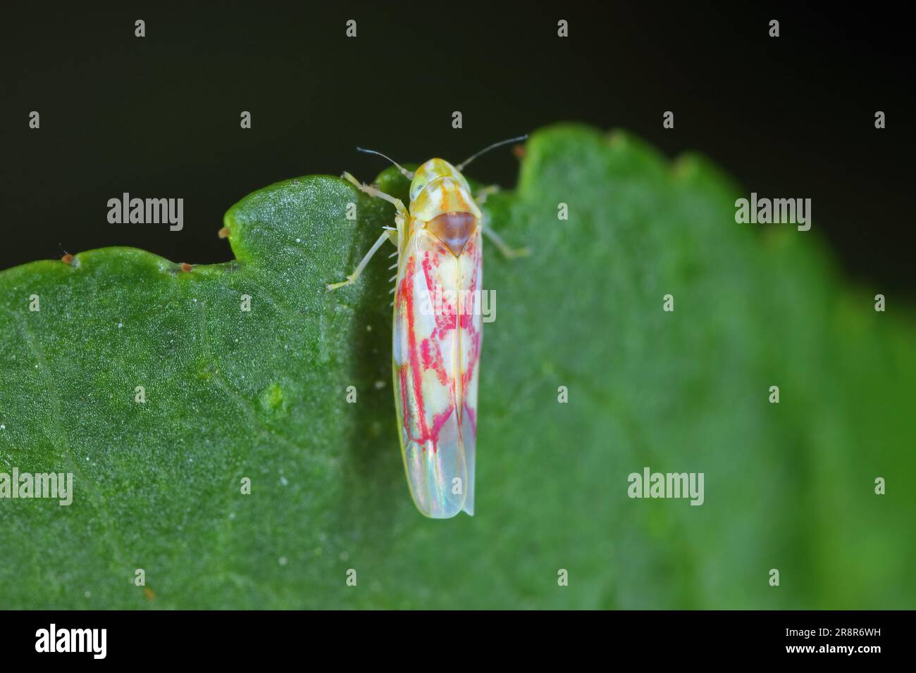 Un piccolo insetto, Leafhopper della famiglia cicada, Cicadellidae, Zygina su una foglia di ribes nel giardino. Foto Stock