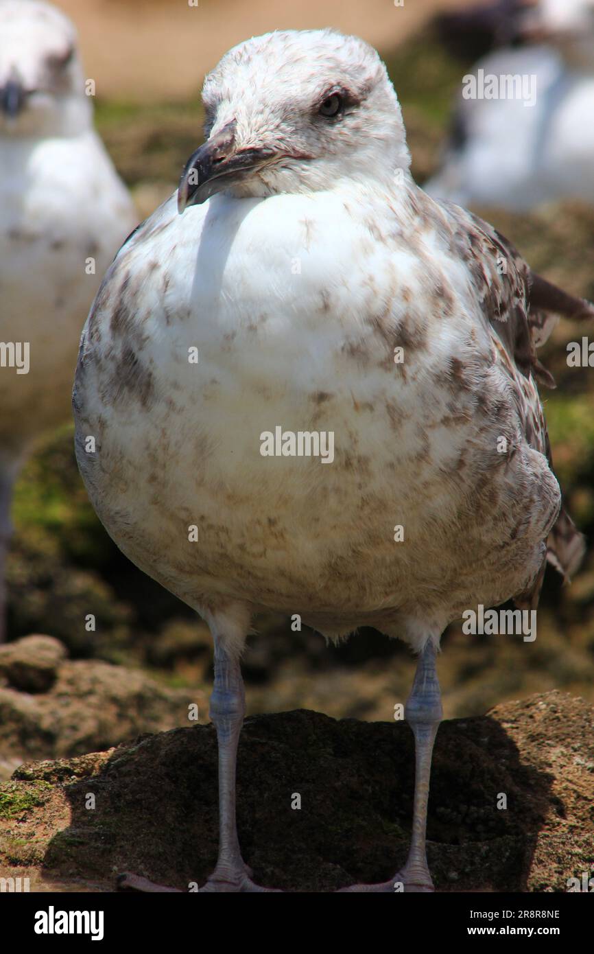 Seagull Close Up, protrait Foto Stock