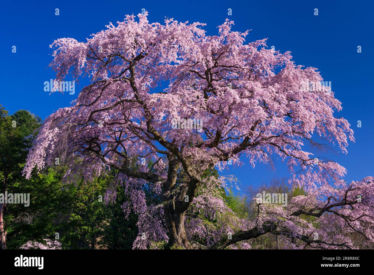 Nave nera Sakura Foto Stock