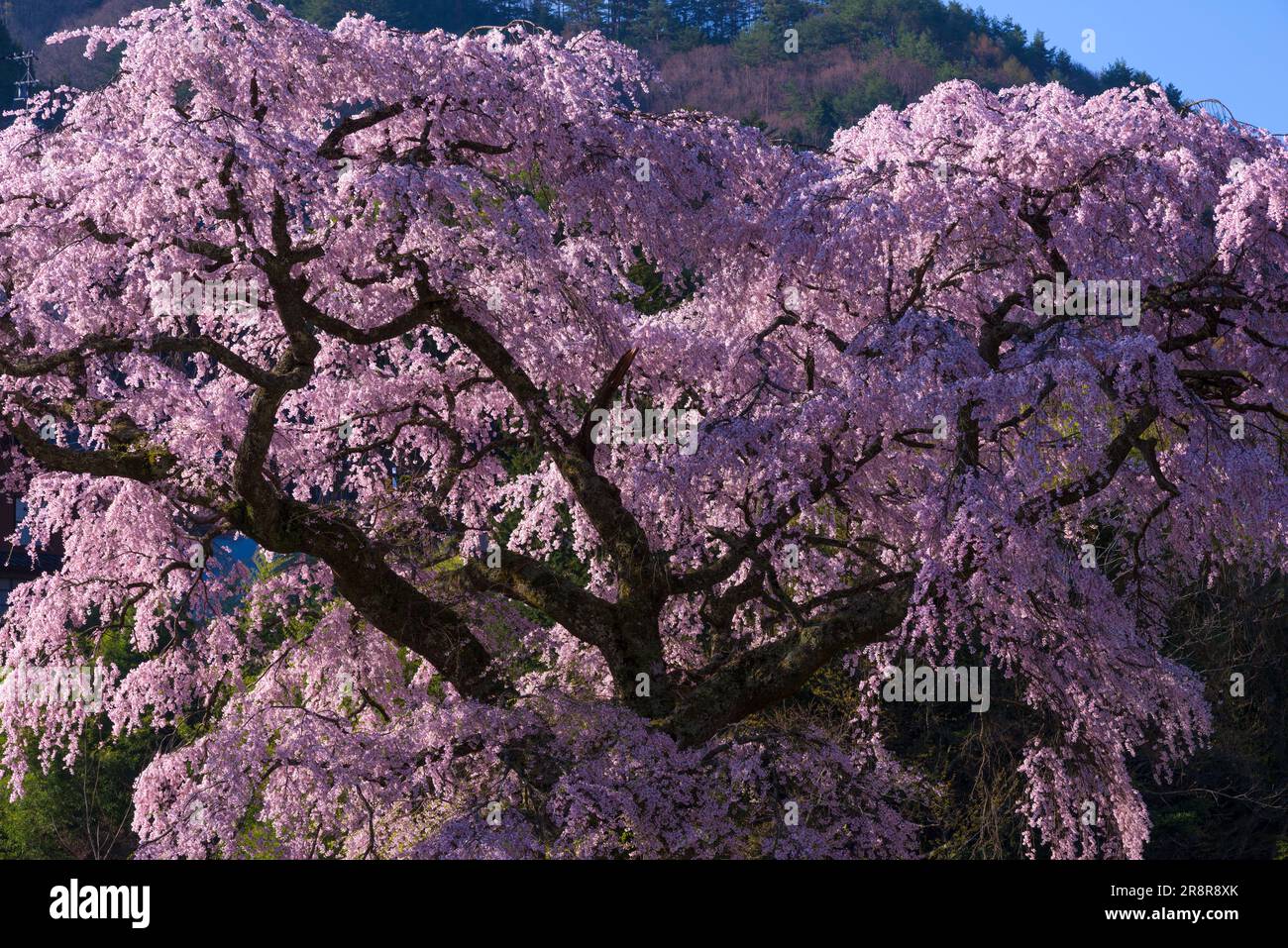 Nave nera Sakura Foto Stock