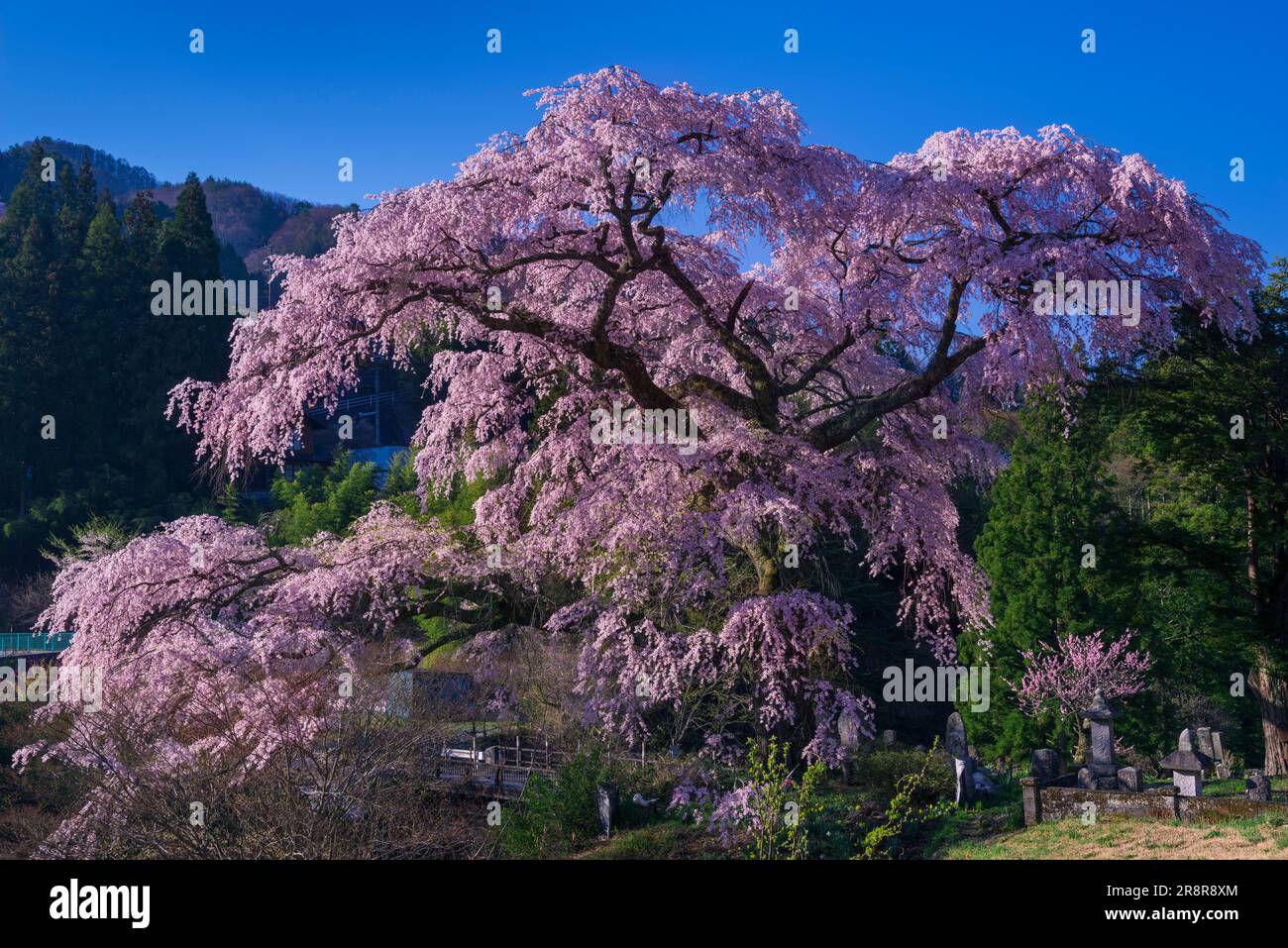 Nave nera Sakura Foto Stock