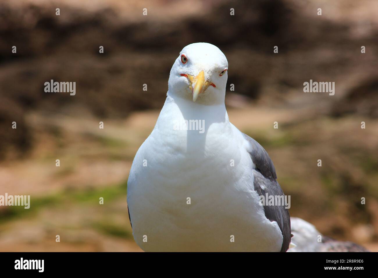 gull da vicino Foto Stock