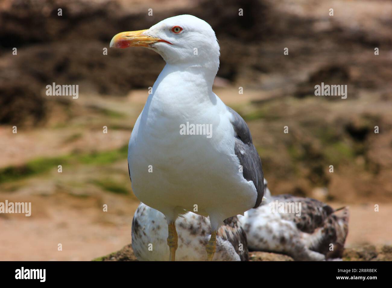 Seagull close up Foto Stock