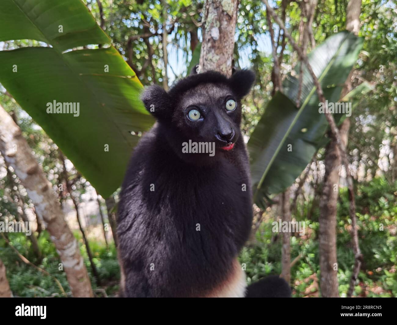 Un'immagine di un Lemur inquisitivo arroccato in cima ad un ramo dell'albero nella lussureggiante riserva di Palmarium Foto Stock