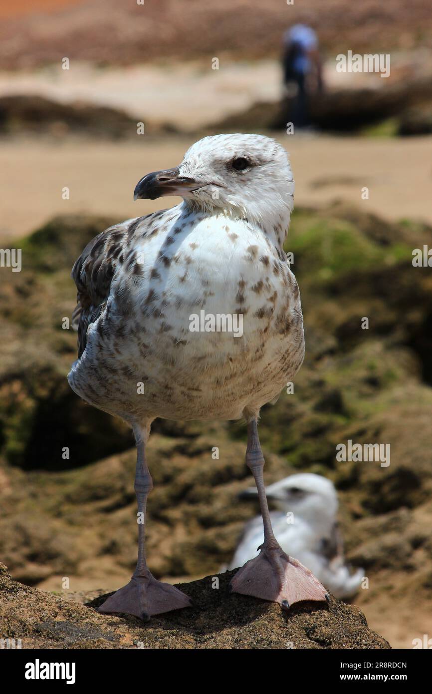 Seagull vita selvaggia sulla spiaggia di Essaouira, Marocco Foto Stock