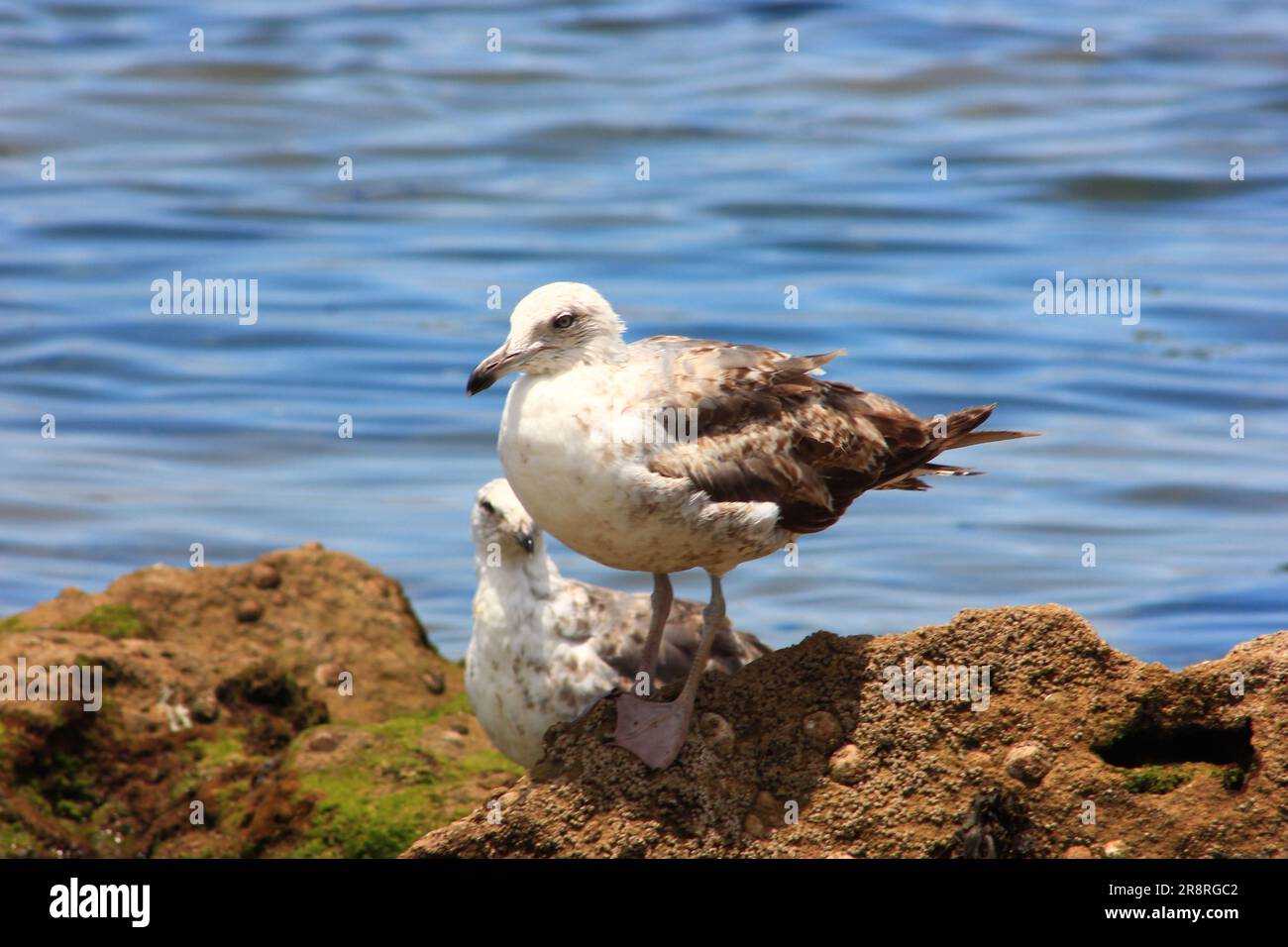 Seagull vita selvaggia sulla spiaggia di Essaouira, Marocco Foto Stock