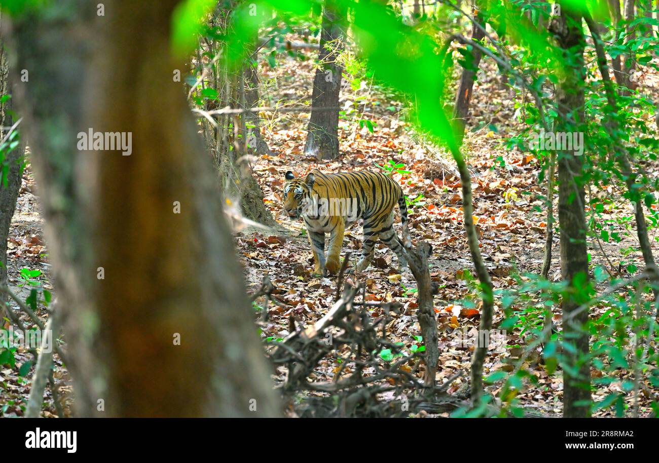Tigre catturato in movimento dalle giungle di Bandhavgarh (cornice vivida) Foto Stock