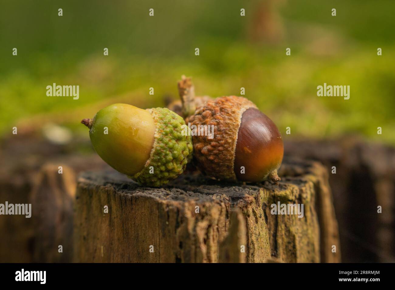 una ghianda verde e una ghianda marrone su un ceppo di alberi Foto Stock