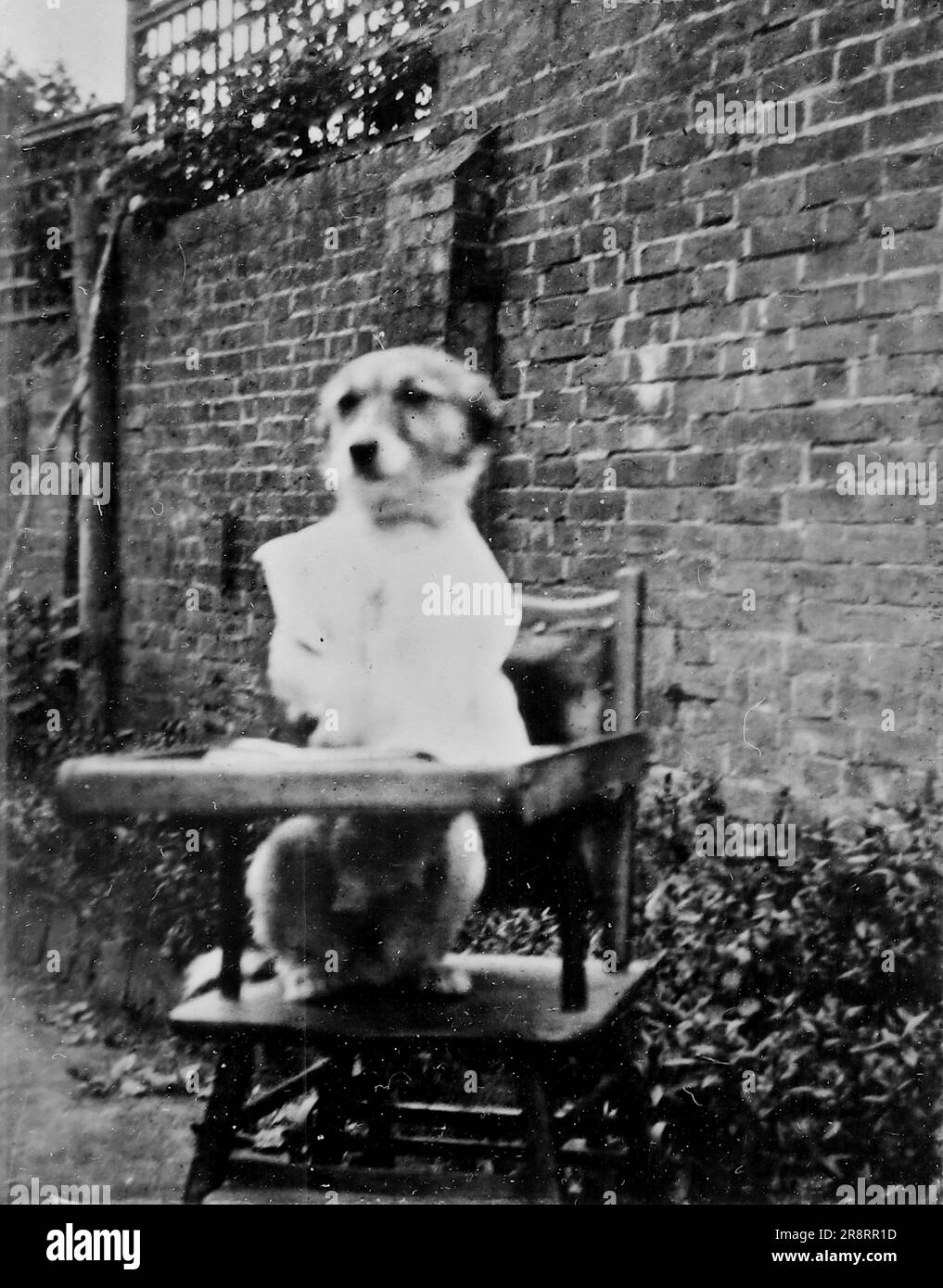 Un cane, seduto sul seggiolone di un bambino del tempo. Si tratta di una fotografia tratta da un album di scatti principalmente istantanee, c1929, durante l'occupazione della Palestina da parte dell'esercito britannico, con foto dalla Palestina e dal Regno Unito tra cui devil's Jump vicino a Churt nel Surrey e devil's Punch Bowl. L'addestramento sembra essere a Hursley Camp, vicino a Winchester. La Gran Bretagna amministrò la Palestina per conto della società delle Nazioni tra il 1920 e il 1948, un periodo denominato "mandato britannico”. Foto Stock