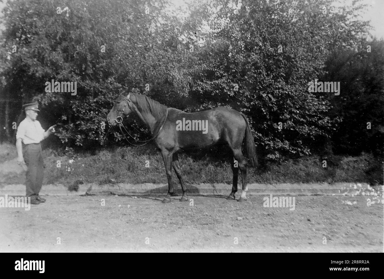 Un militare con un cavallo ssellato. Si tratta di una fotografia tratta da un album di scatti principalmente istantanee, c1929, durante l'occupazione della Palestina da parte dell'esercito britannico, con foto dalla Palestina e dal Regno Unito tra cui devil's Jump vicino a Churt nel Surrey e devil's Punch Bowl. L'addestramento sembra essere a Hursley Camp, vicino a Winchester. La Gran Bretagna amministrò la Palestina per conto della società delle Nazioni tra il 1920 e il 1948, un periodo denominato "mandato britannico”. Foto Stock