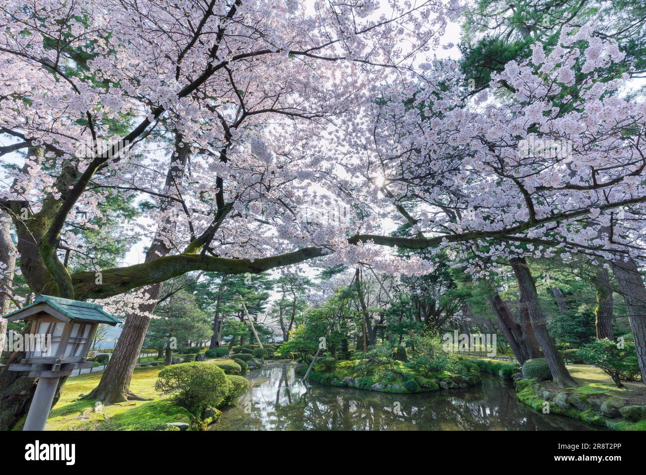 Giardino Kenrokuen e fiori di ciliegio Foto Stock