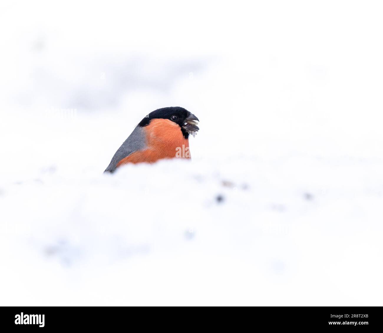 Un piccolo uccello arroccato su una superficie innevata, forse un ramo d'albero o una roccia, illuminato dalla luce naturale di una giornata invernale Foto Stock