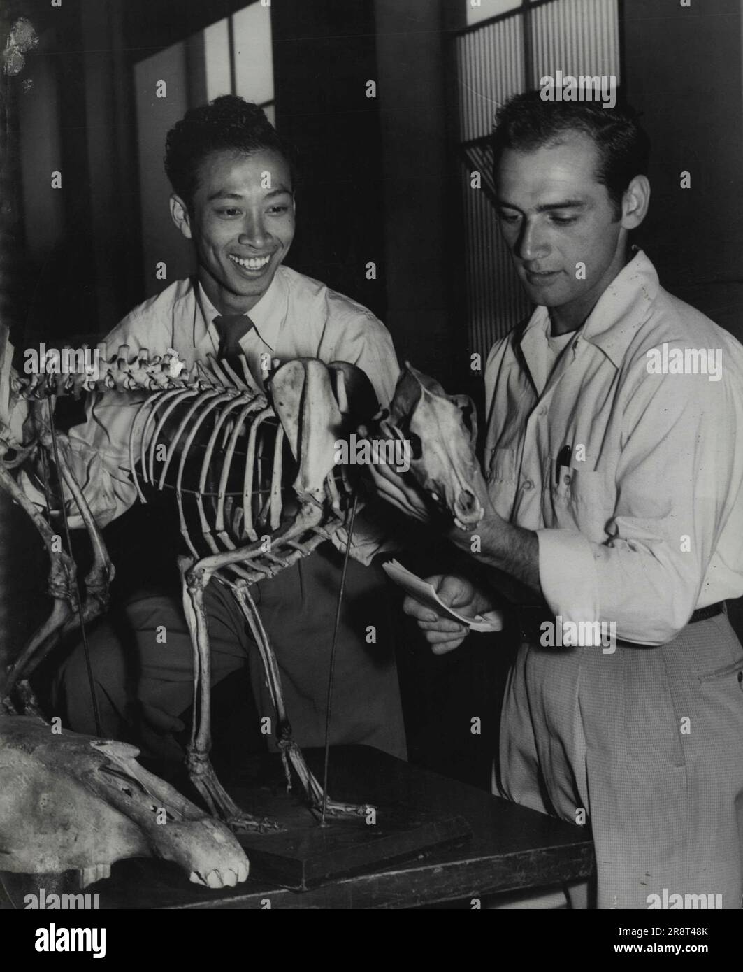 Studenti stranieri all'uni Veterany Science. Studenti Omar a Rahman. Malaya Lloyd D Drager del Connecticut USA. Stucco le ossa di un cane, studenti di 2 anni. 14 aprile 1955. (Foto di Gordon Herbert Short/Fairfax Media). Foto Stock