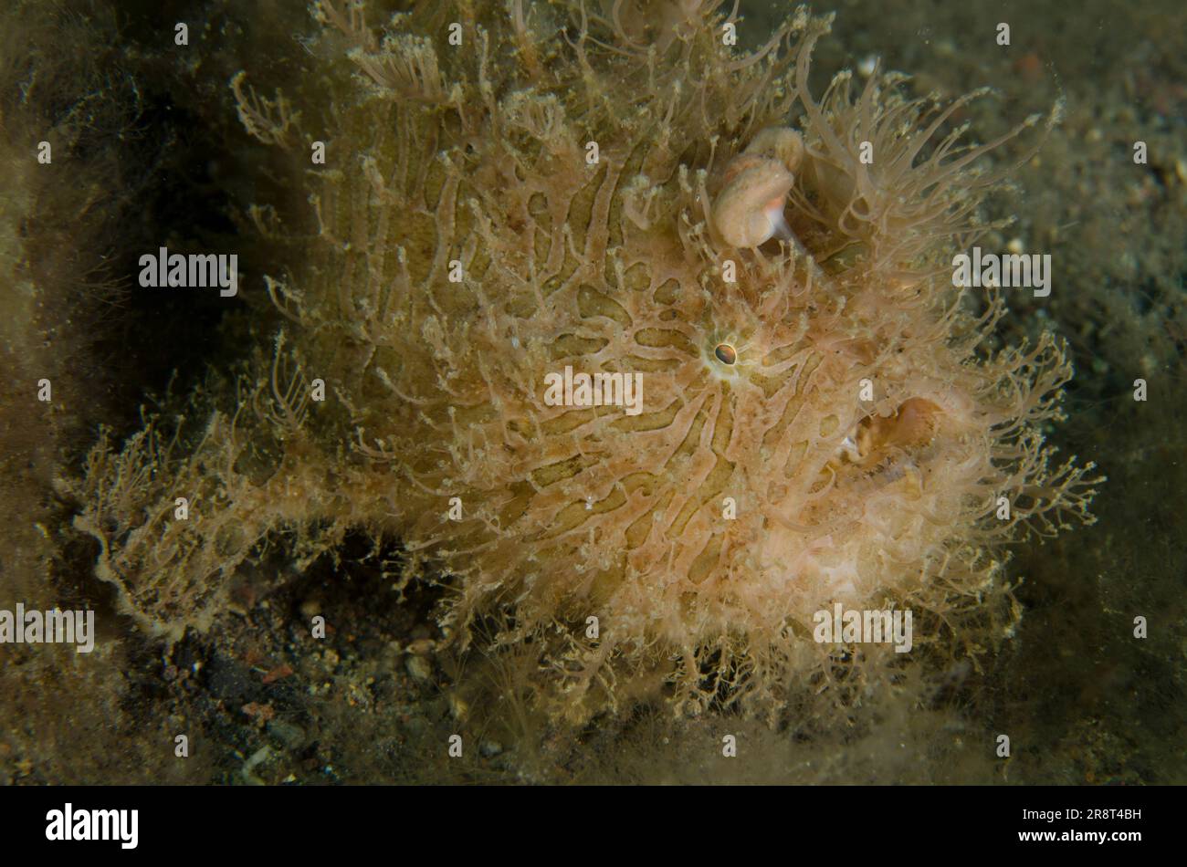 Pesce gatto striato, Antennarius striatus, con richiamo simile a un verme, sito di immersione di Ghost Bay, Amed, Karangasem Regency, Bali, Indonesia, Oceano Indiano Foto Stock