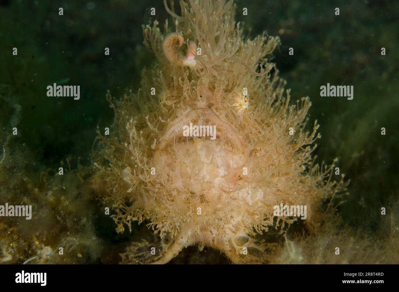 Pesce gatto striato, Antennarius striatus, con richiamo simile a un verme, sito di immersione di Ghost Bay, Amed, Karangasem Regency, Bali, Indonesia, Oceano Indiano Foto Stock