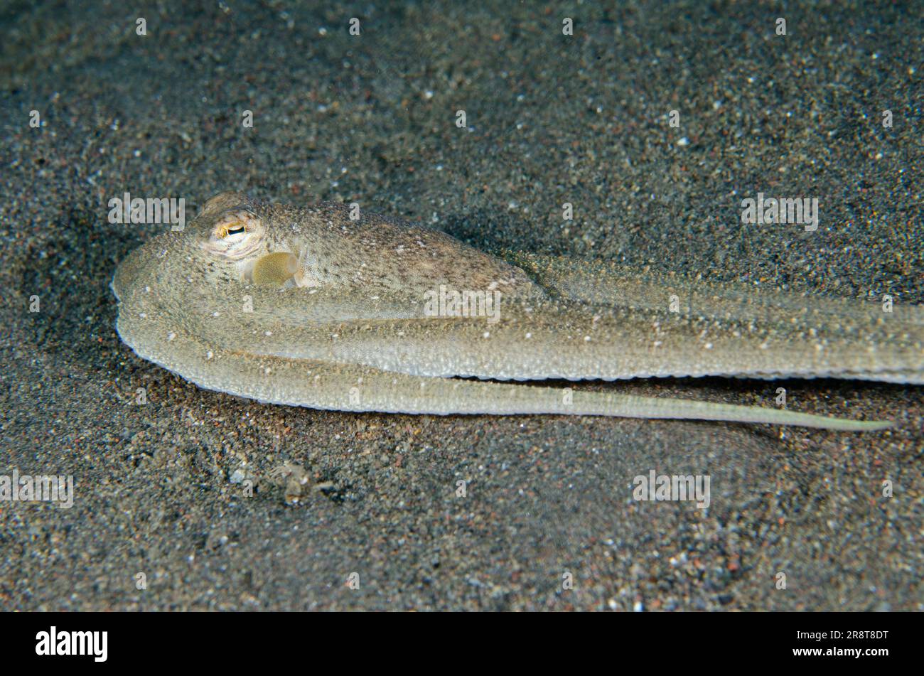 White-V Octopus, Abdopus sp, nuoto lontano, sito di immersione Melasti, Amed, Karangasem Regency, Bali, Indonesia, Oceano Indiano Foto Stock