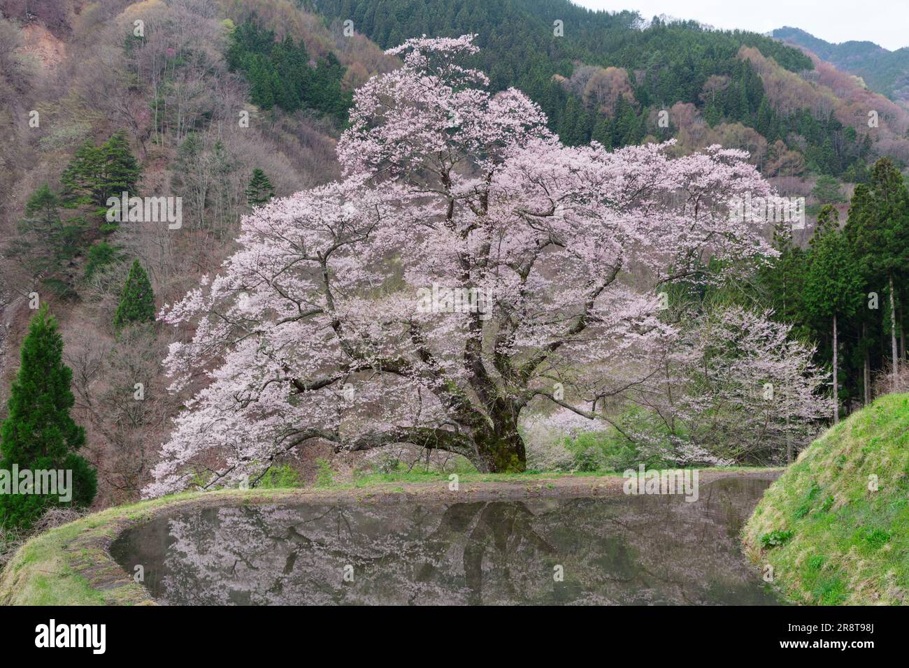 Fiore di ciliegio di Koma-Tsunagi Foto Stock