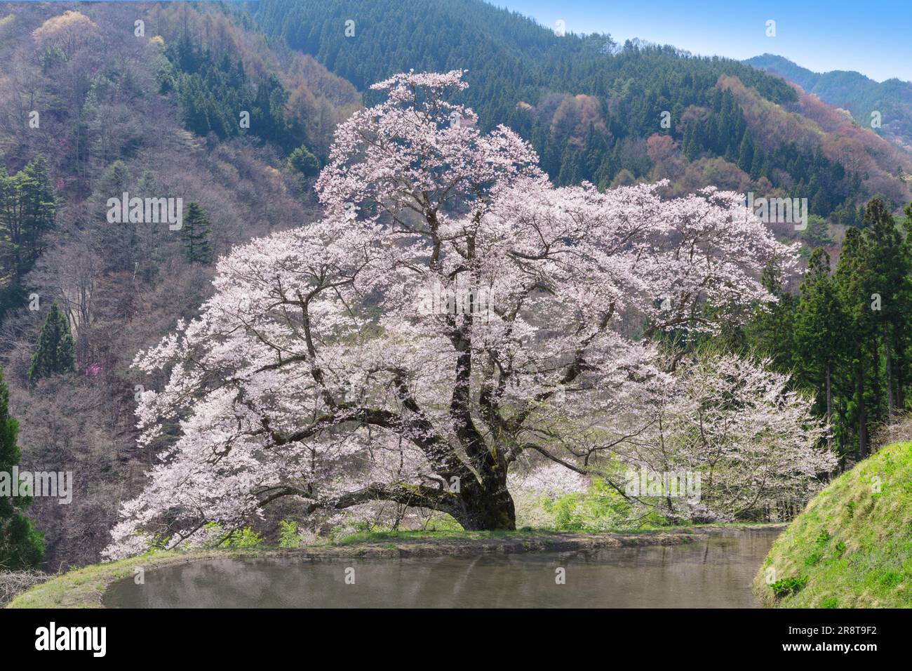 Fiore di ciliegio di Koma-Tsunagi Foto Stock
