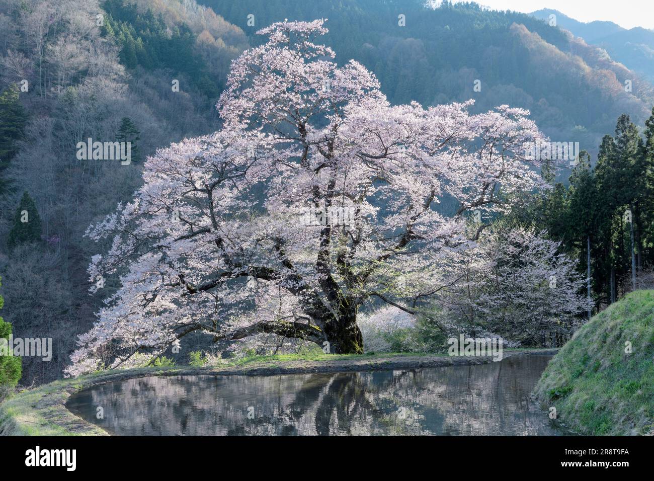Fiore di ciliegio di Koma-Tsunagi Foto Stock