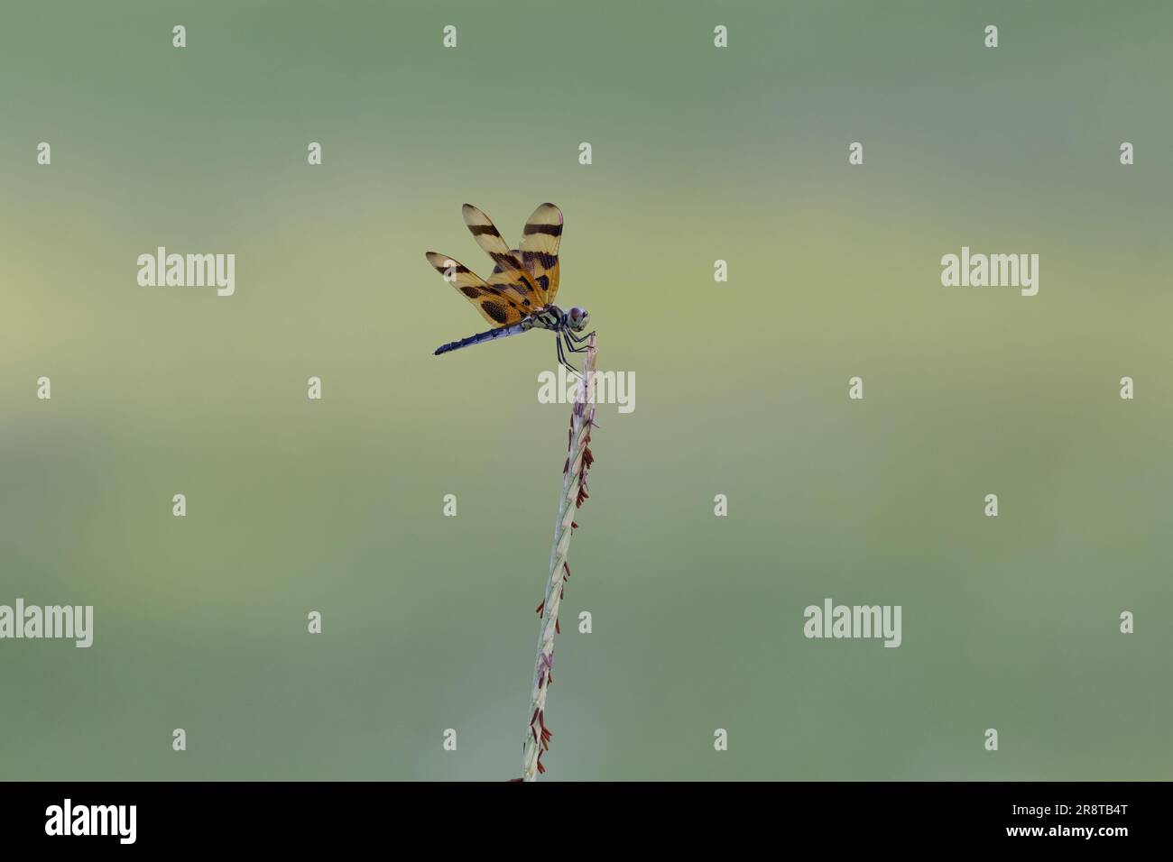 La mosca del drago del pennant di Halloween è arroccata sulla punta di una lama secca di erba alta Foto Stock
