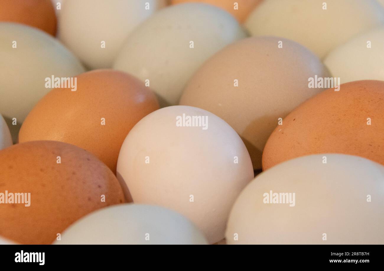 primo piano di uova fresche di fattoria biologica di molti colori diversi, marrone, beige, bianco e verde pallido Foto Stock