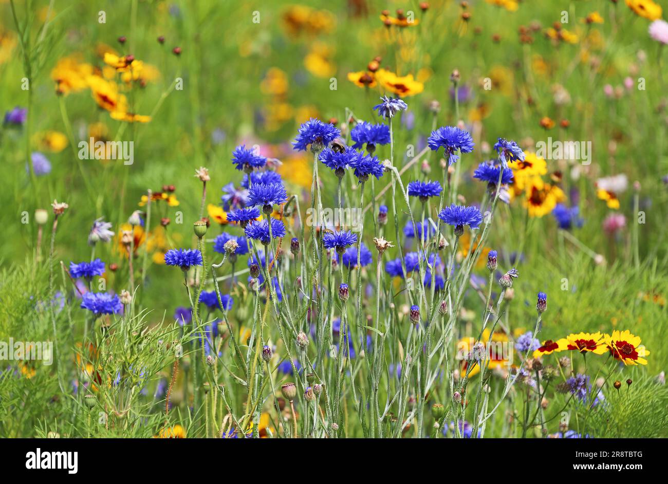 Fiordaliso blu su un prato Foto Stock