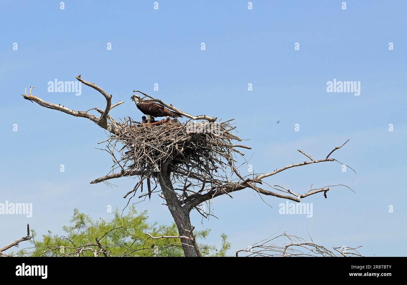 Madre Osprey, Tennessee Foto Stock
