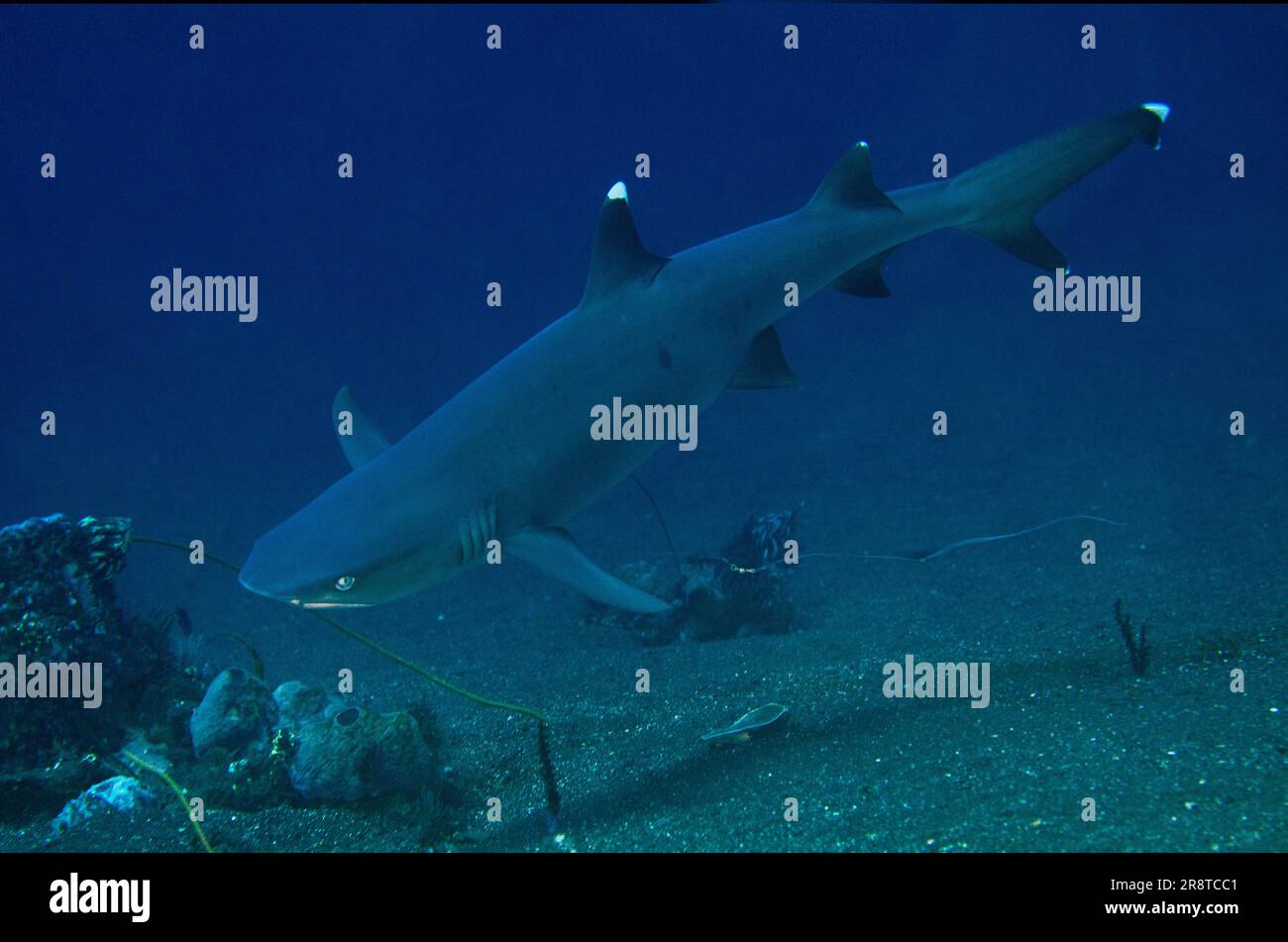 White Reef Shark, Triaenodon obesus, classificato come vicino minacciato, con lenza da pesca, sito di immersione Liberty Wreck, Tulamben, Karangasem Regen Foto Stock