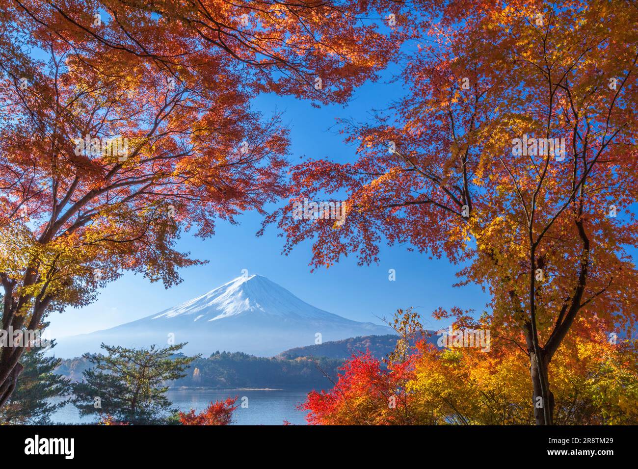 Foglie autunnali del lago Kawaguchi e del monte Fuji Foto Stock