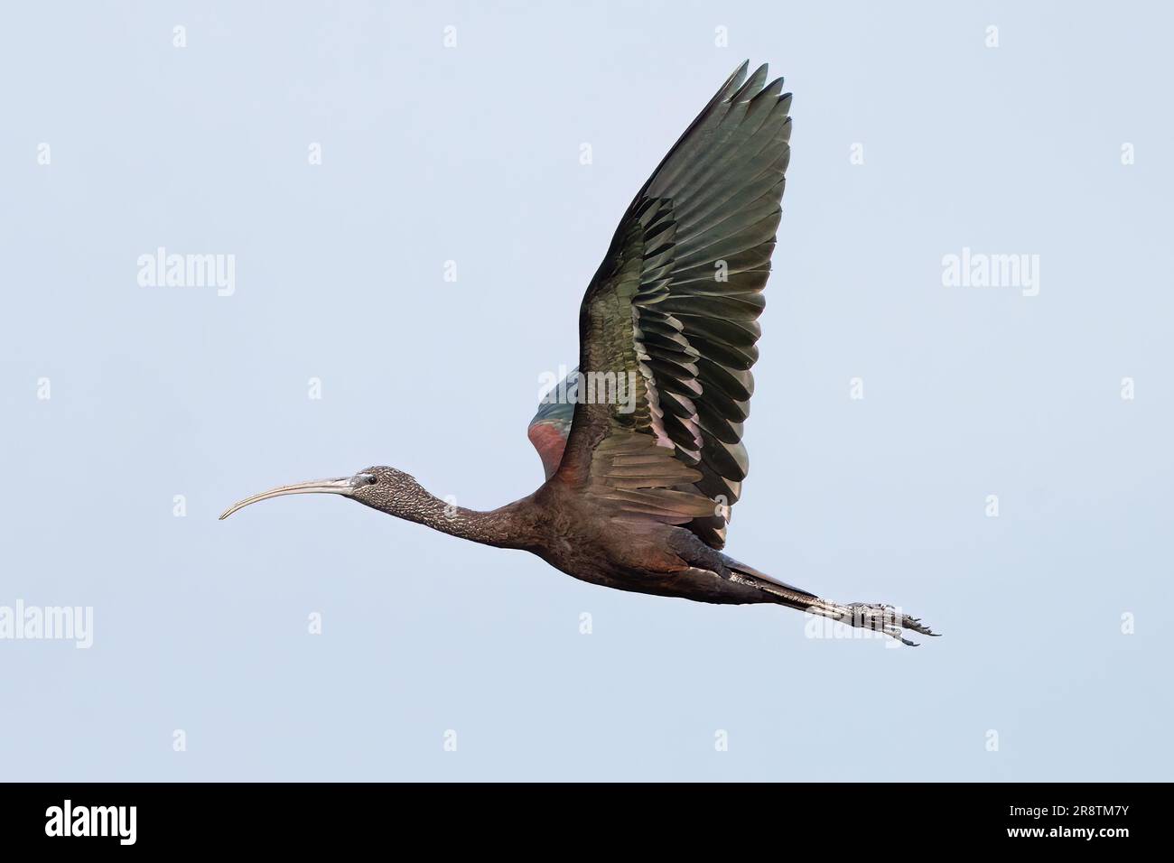 Un ibis lucido che sorvola il lago Apopka Foto Stock