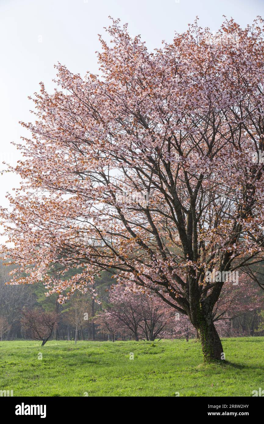 Prunus sargentii Foto Stock