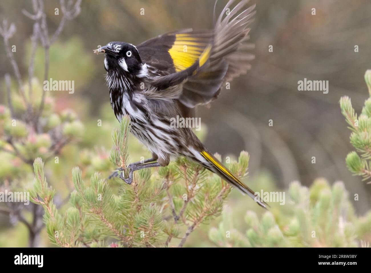 New Holland Honeyeater che si nutrono di piccoli insetti Foto Stock