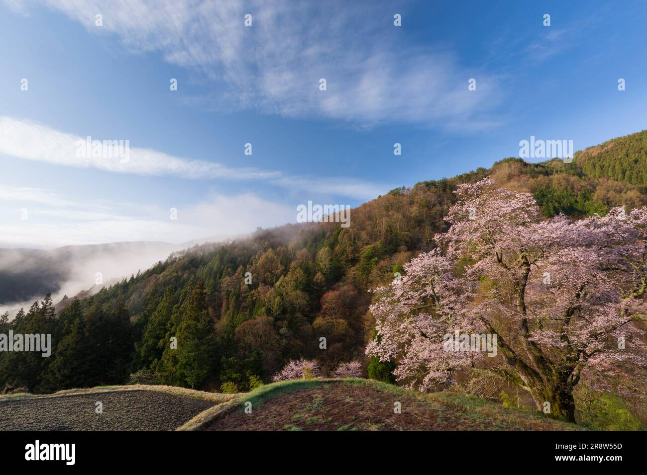 Fiore di ciliegio di Koma-Tsunagi Foto Stock