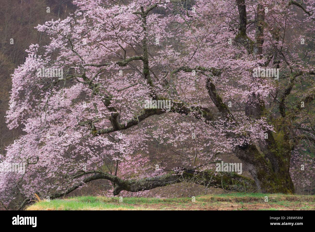 Fiore di ciliegio di Koma-Tsunagi Foto Stock