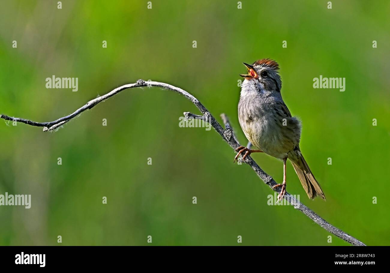 Un piccolo passero paludoso "Melospiza georgiana", che canta mentre si arrocca su un ramo di una zona paludosa della zona rurale dell'Alberta Canada. Foto Stock