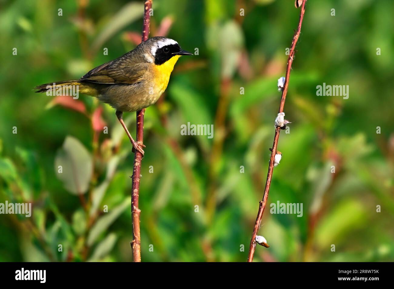 Un comune Warbler 'Geothlypis trichas' dalla gola gialla, arroccato su un ramo di salice nel suo habitat Foto Stock