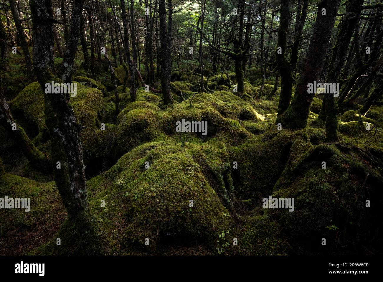 Foresta di Shirakoma Foto Stock