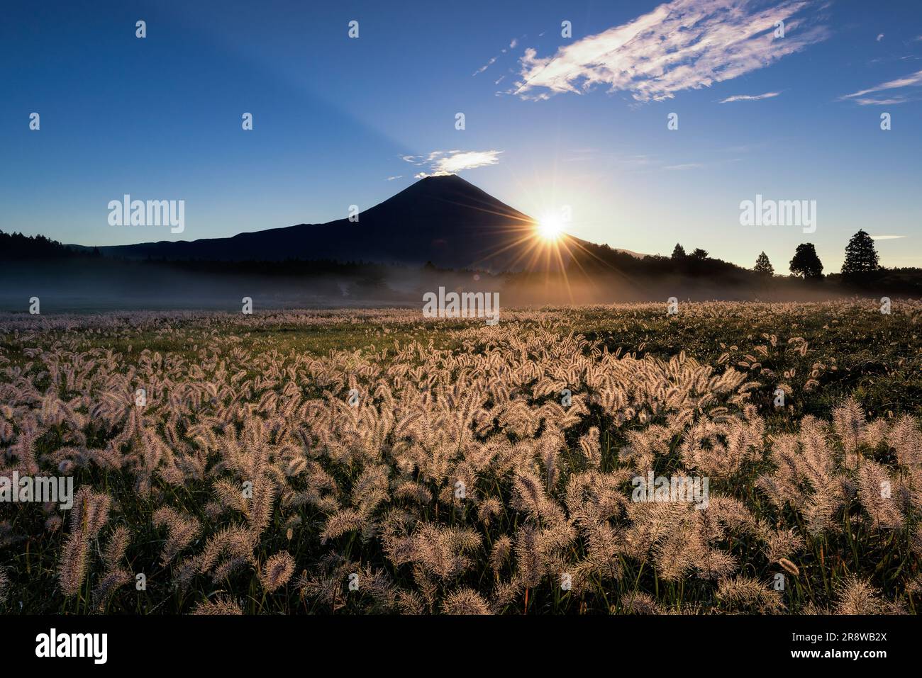 MT. Fuji, alba e setole dorate Foto Stock