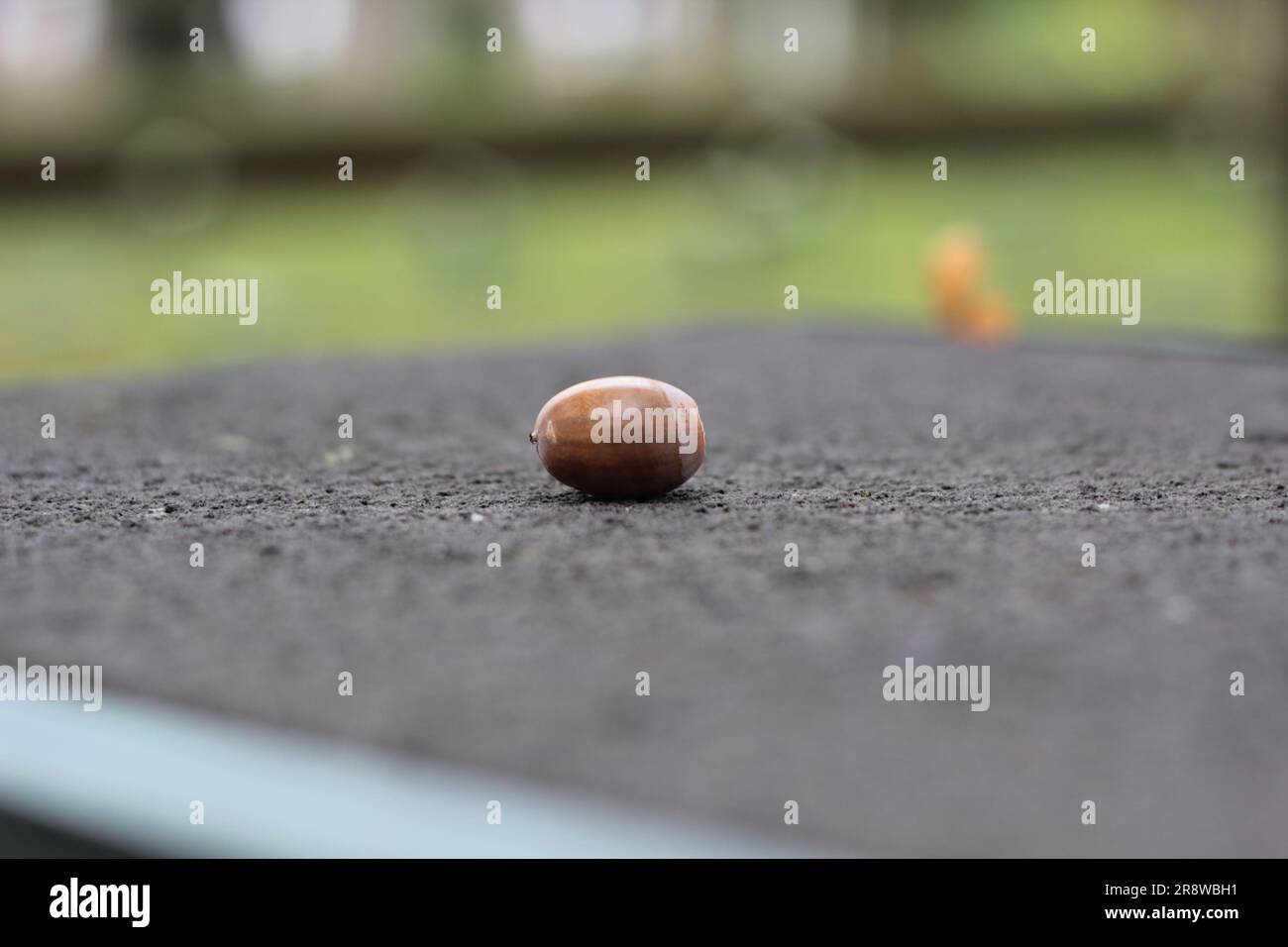 Acorn on a Give al Sanctuary Wood Cemetery, Leper (Ypres), Belgio Foto Stock