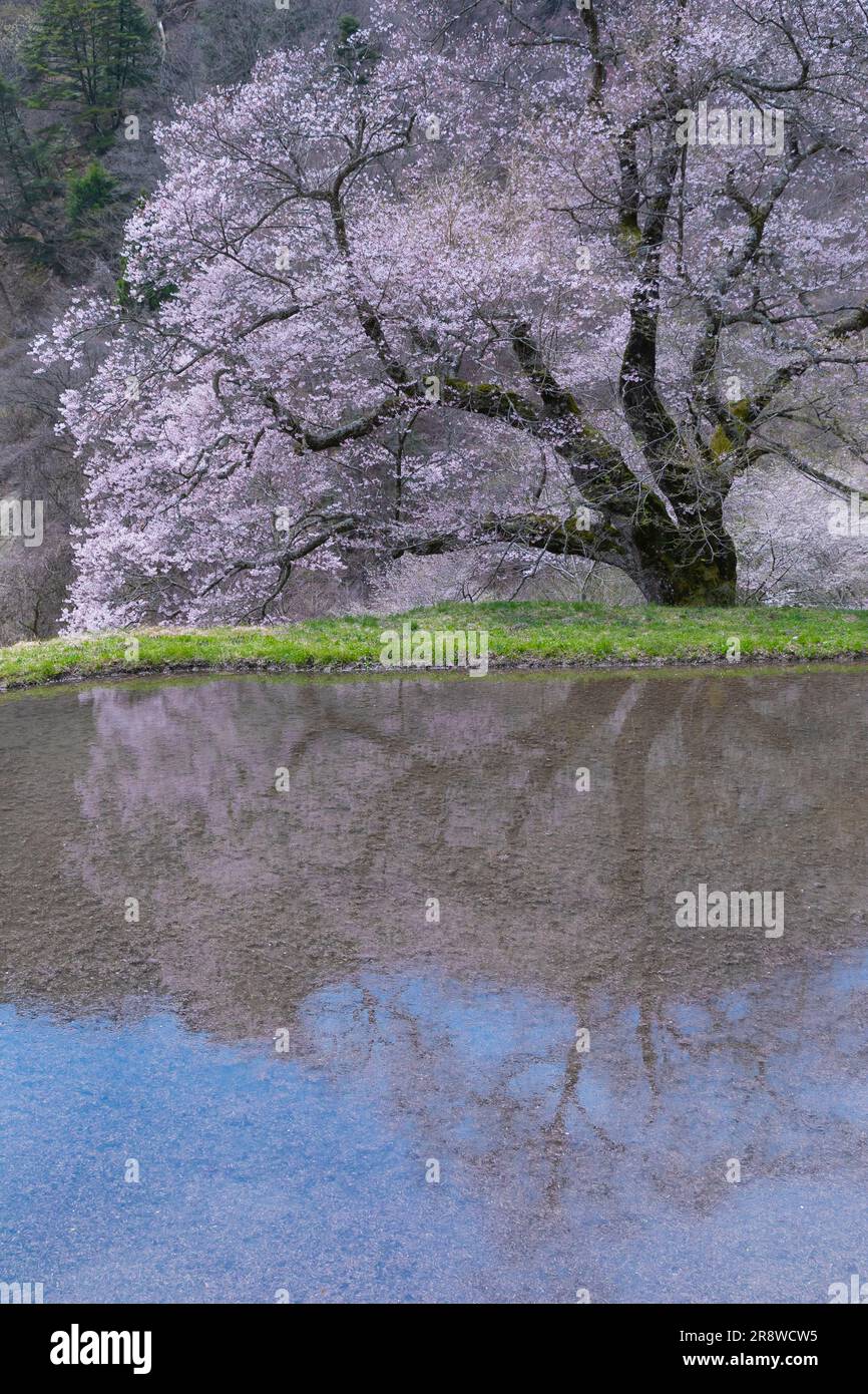 Fiore di ciliegio di Koma-Tsunagi Foto Stock