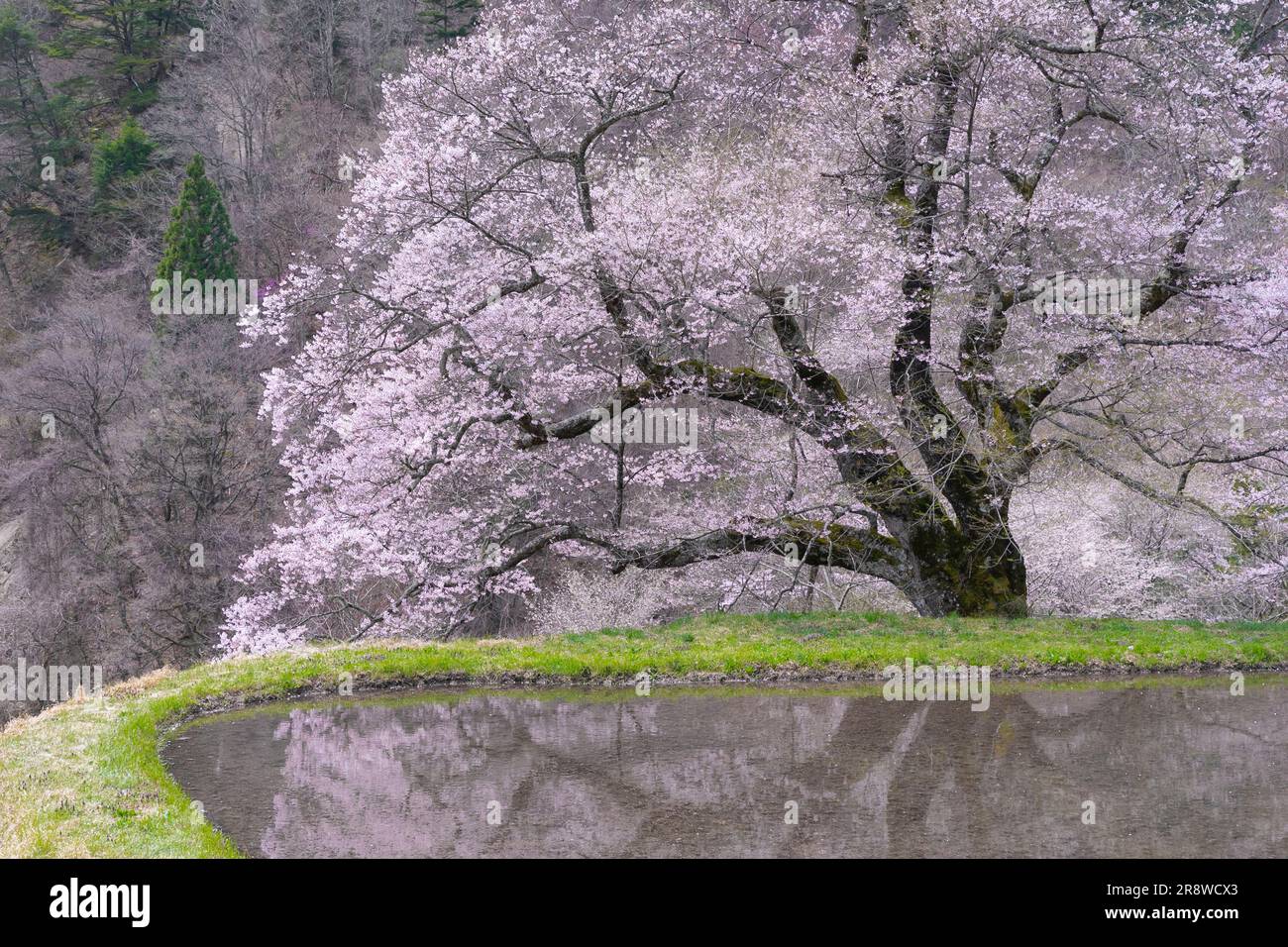 Fiore di ciliegio di Koma-Tsunagi Foto Stock