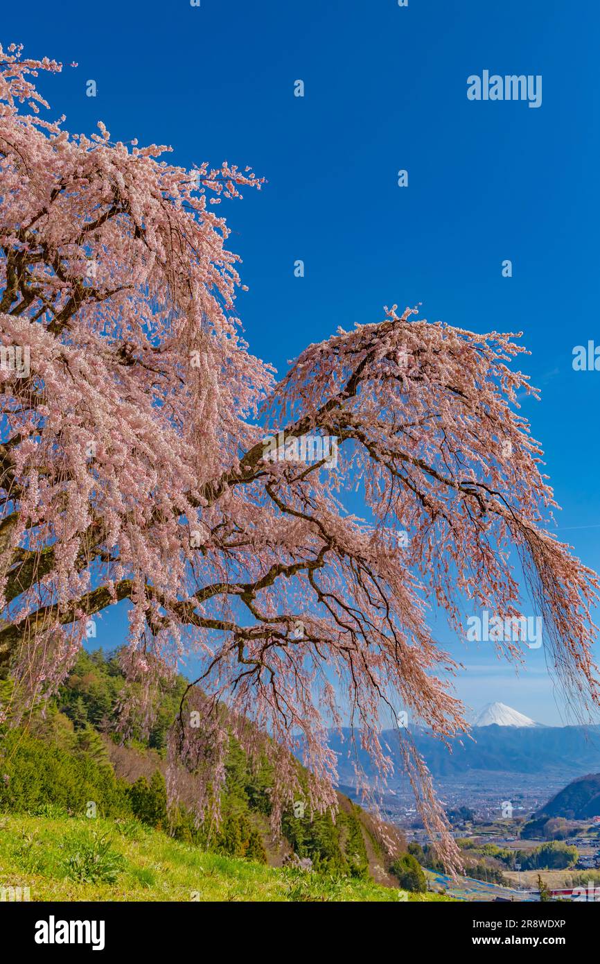 Otogatsuma ciliegia piangente e Mt. Foto Stock