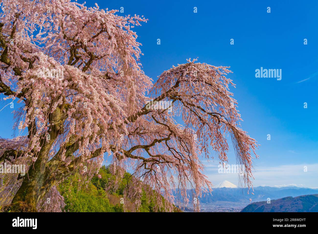 Otogatsuma ciliegia piangente e Mt. Foto Stock
