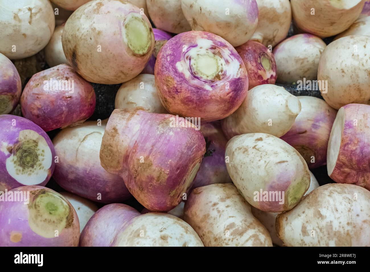 Rapa fresca sul mercato per usi di fondo. Verdure fresche di rapa rossa, orto da giardino. Comprare generi alimentari e cibo biologico sano in Foto Stock