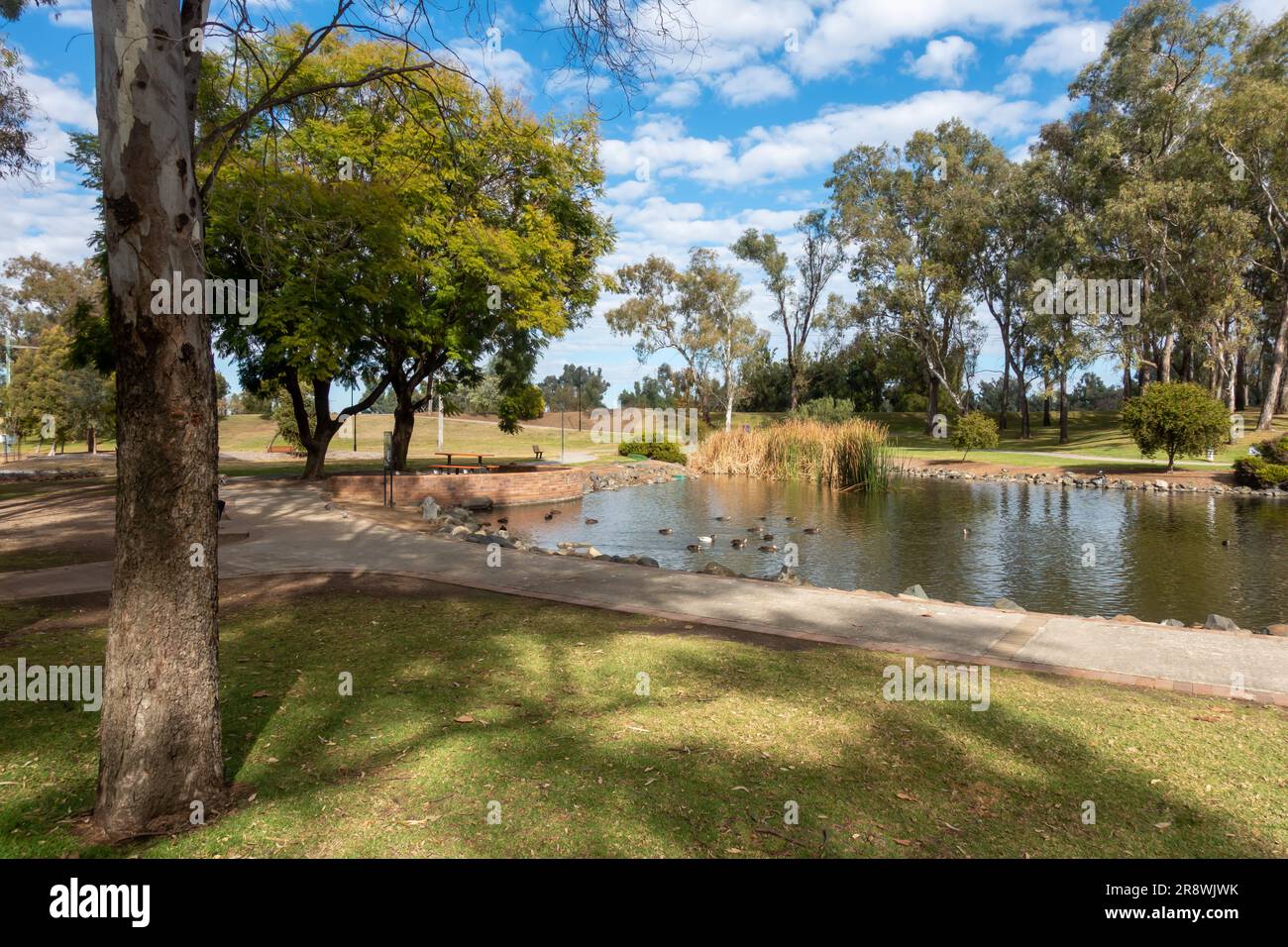 Laghetto d'anatra al Tamworth Australia Bicentennial Park in inverno. Foto Stock