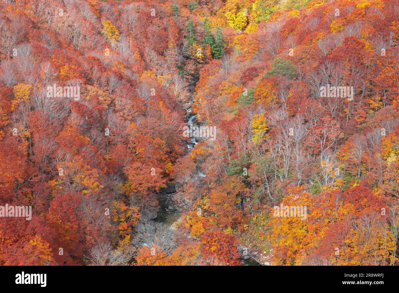 La valle di Jogakura in autunno lascia Foto Stock